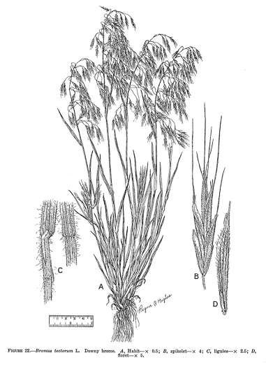 image of Bromus tectorum, Downy Brome, Downy Chess, Downy Cheat, Cheatgrass