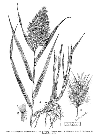 image of Phragmites australis, Common Reed, Old World Reed