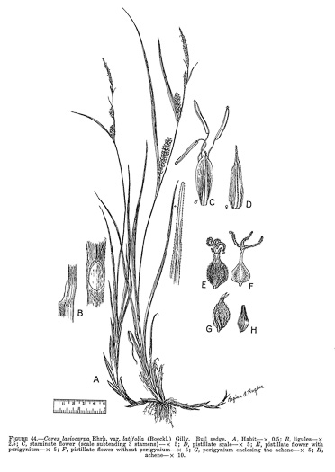 image of Carex pellita, Woolly Sedge