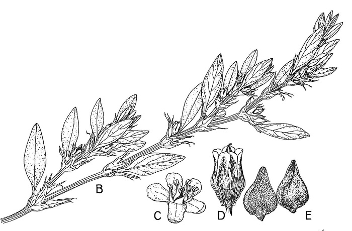 drawing of Polygonum aviculare ssp. aviculare, Prostrate Knotweed