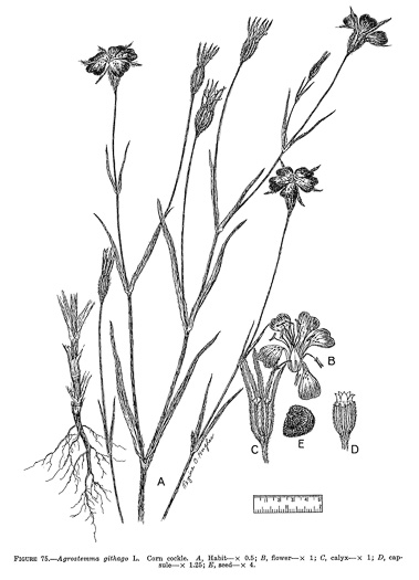 image of Agrostemma githago var. githago, Corncockle, Purple Cockle, Corn-campion