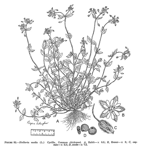 drawing of Stellaria media, Common Chickweed