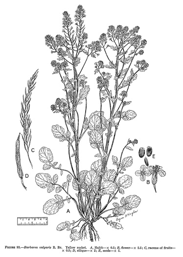 image of Barbarea vulgaris, Yellow Rocket-cress, Common Winter-cress, Yellow Rocket, Creasy