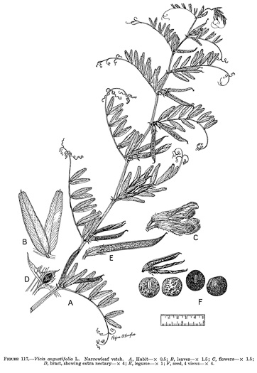 image of Vicia sativa ssp. nigra, Narrowleaf Vetch, Garden Vetch