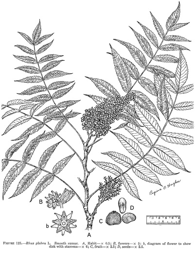 image of Rhus glabra, Smooth Sumac, Common Sumac