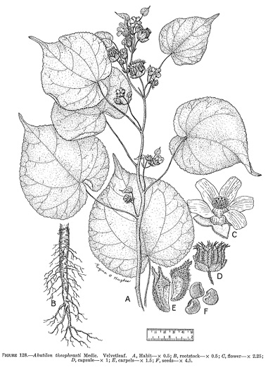 image of Abutilon theophrasti, Velvetleaf, Indian Mallow, Butterprint