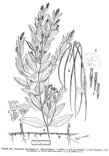 image of Apocynum cannabinum, Indian-hemp, Hemp Dogbane, Marion's Weed