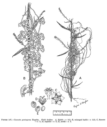 image of Cuscuta pentagona, Five-angled Dodder