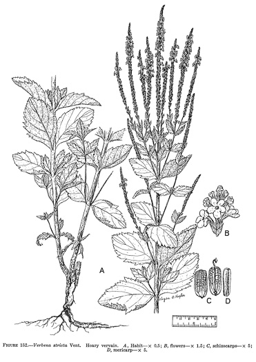 drawing of Verbena stricta, Hoary Vervain