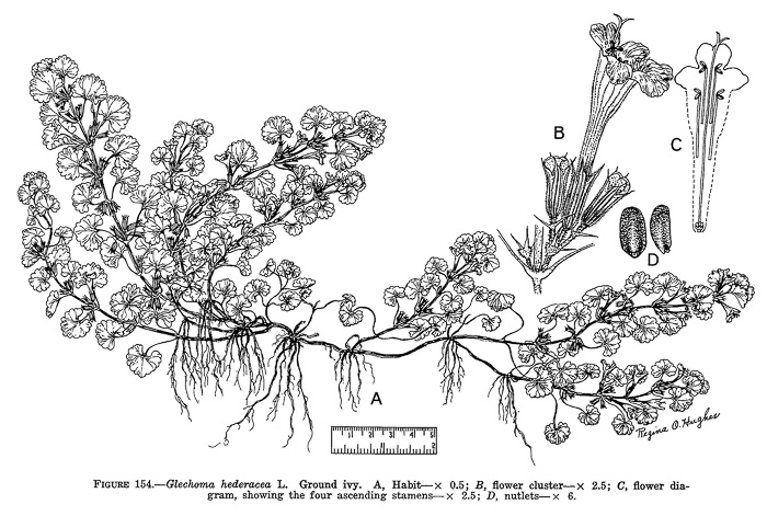 image of Glechoma hederacea, Ground Ivy, Gill-over-the-ground, Creeping Charlie