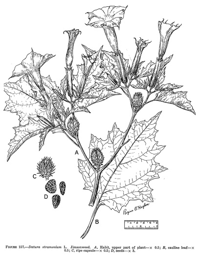 drawing of Datura stramonium, Jimsonweed, Thornapple, Stramonium