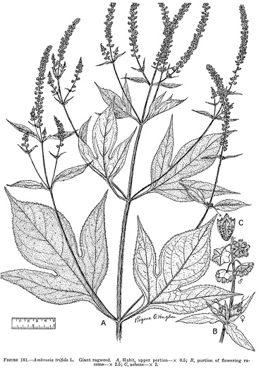 image of Ambrosia trifida var. trifida, Giant Ragweed, Great Ragweed