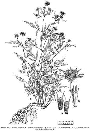 image of Bidens frondosa, Devil's Beggarticks, Annual Beggarticks