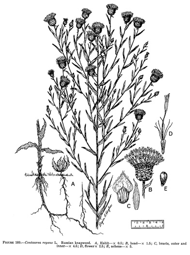 image of Rhaponticum repens, Russian Knapweed