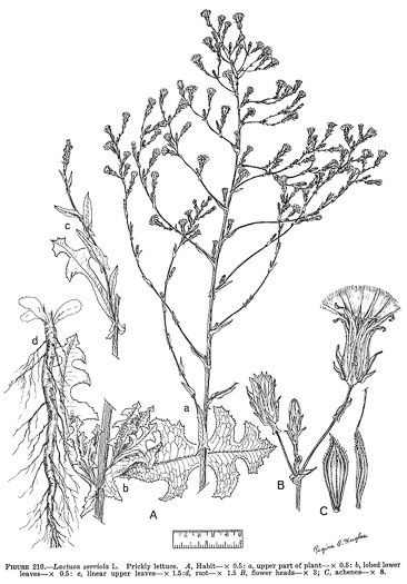 image of Lactuca serriola, Prickly Lettuce