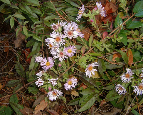 image of Ampelaster carolinianus, Climbing Aster