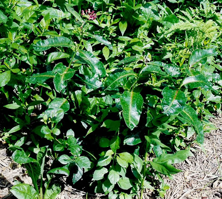 image of Asclepias purpurascens, Purple Milkweed