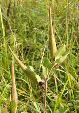 image of Asclepias viridiflora, Glade Milkweed, Green Milkweed