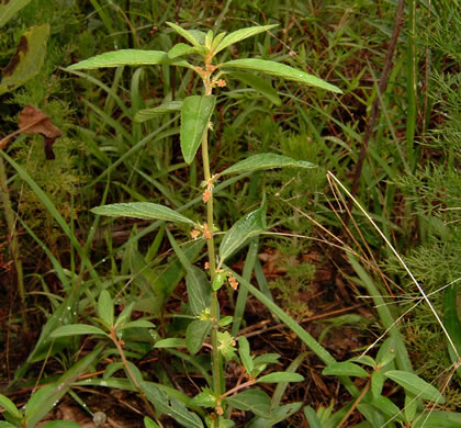 image of Acalypha gracilens, Slender Threeseed Mercury, Slender Copperleaf, Shortstalk Copperleaf