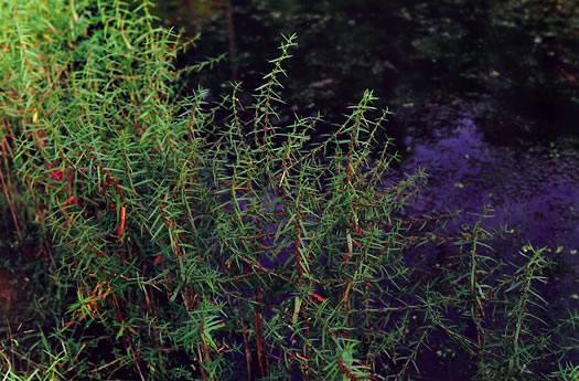 image of Ammannia coccinea, Red Toothcup, Scarlet Toothcup, valley redstem