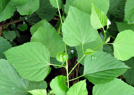 image of Ampelopsis cordata, American Ampelopsis, Heartleaf Peppervine, False-grape, Raccoon-grape