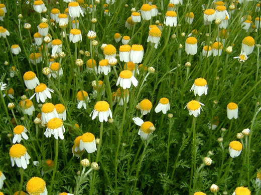 image of Anthemis arvensis, Corn Chamomile, Field Chamomile