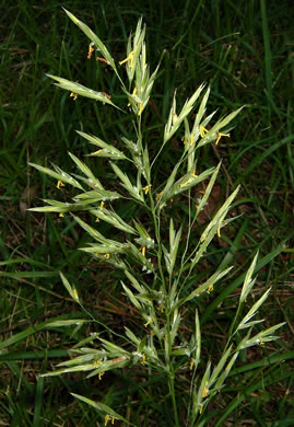 image of Bromus inermis, Smooth Brome, Hungarian Brome, Awnless Brome