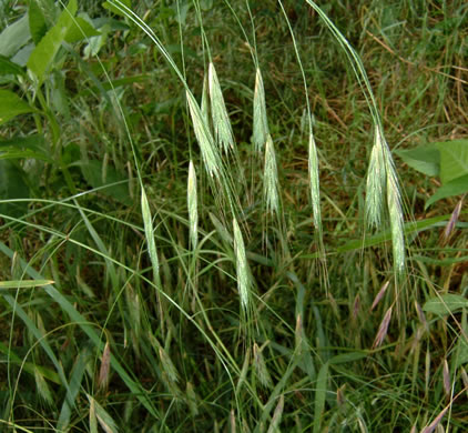 panicle