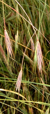 spikelet