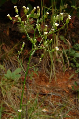 image of Erigeron pusillus, Southern Horseweed