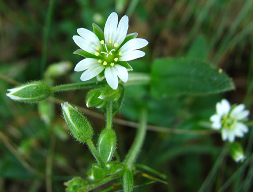 image of Cerastium fontanum ssp. vulgare, Common Mouse-ear Chickweed