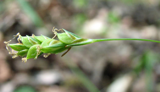 image of Carex laxiculmis, Spreading Sedge