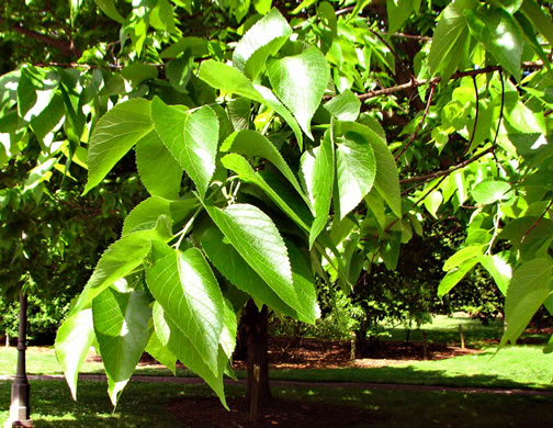 image of Celtis occidentalis, Northern Hackberry