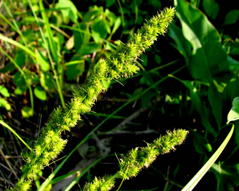 image of Carex vulpinoidea, Fox Sedge