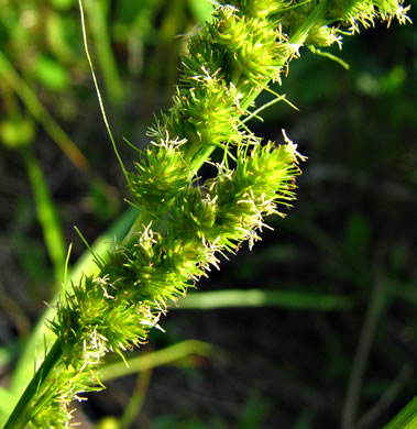 image of Carex vulpinoidea, Fox Sedge