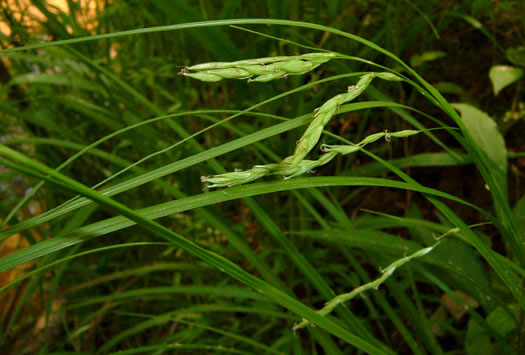 image of Carex debilis, White-edge Sedge, Weak Sedge