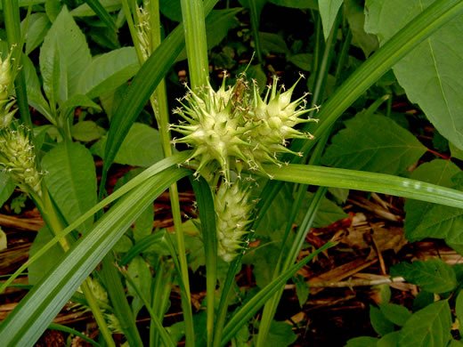 image of Carex lupulina, Hop Sedge