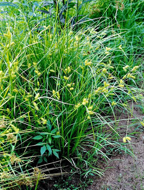 image of Carex lurida, Sallow Sedge