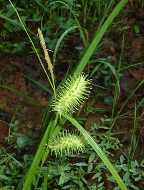 image of Carex lurida, Sallow Sedge