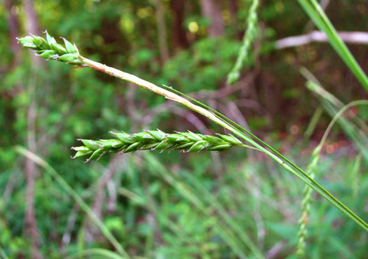 image of Carex oxylepis, Sharp-scaled Sedge