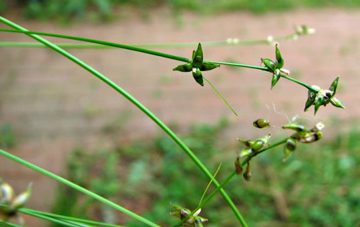 image of Carex rosea, Rosy Sedge