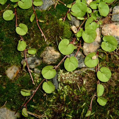 image of Dichondra carolinensis, Carolina Ponyfoot