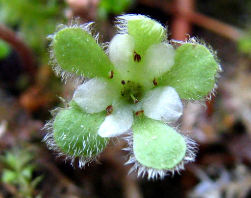 image of Dichondra carolinensis, Carolina Ponyfoot