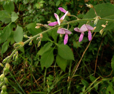 image of Desmodium canescens, Hoary Tick-trefoil