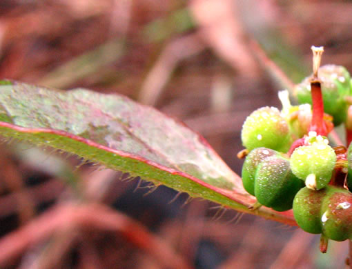 image of Euphorbia dentata, Painted Leaf, Wild Poinsettia, Green Poinsettia, Toothed Spurge