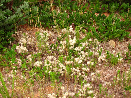 image of Facelis retusa, Trampweed, Fluffweed