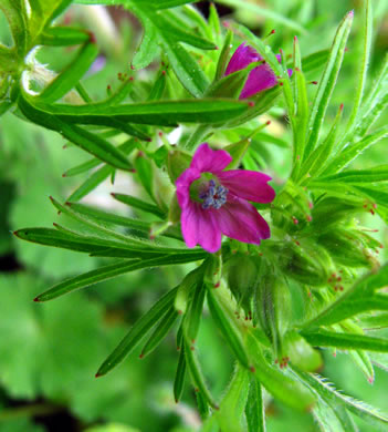 image of Geranium dissectum, Cutleaf Cranesbill