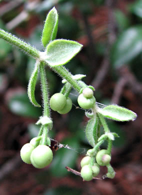 image of Galium bermudense, Coastal Bedstraw