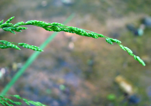 image of Glyceria striata var. striata, Fowl Mannagrass