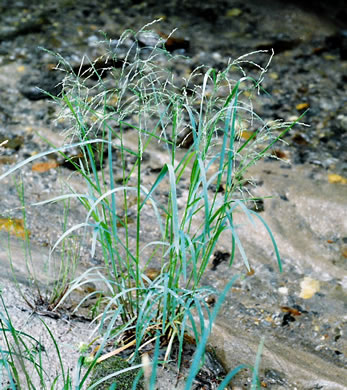 image of Glyceria striata var. striata, Fowl Mannagrass